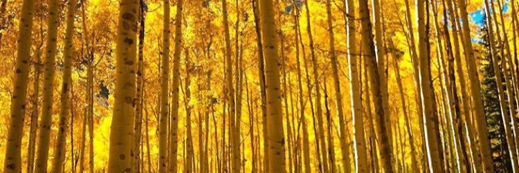 BrianneDowning's profile banner image
