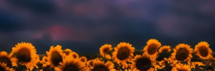 Mndizzle97's profile banner image