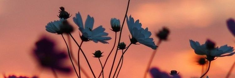 beatrizfuentesm's profile banner image