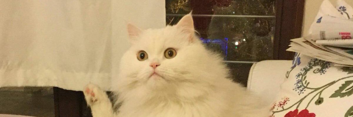 gokceefendi's profile banner image