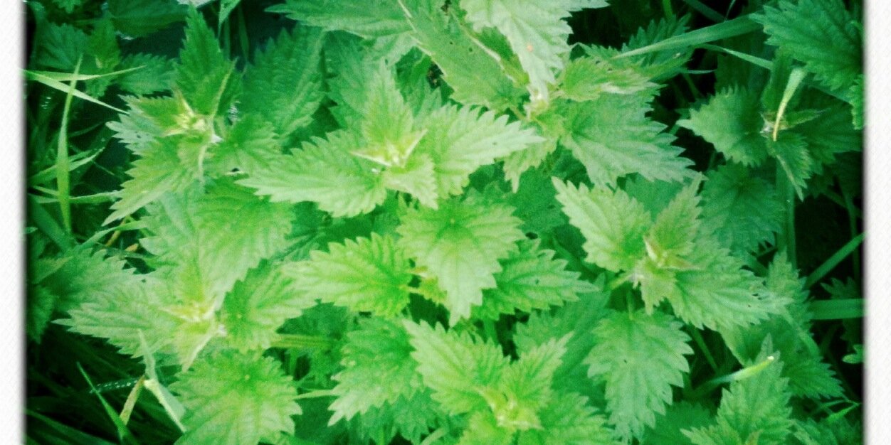 WildaboutFoods's profile banner image