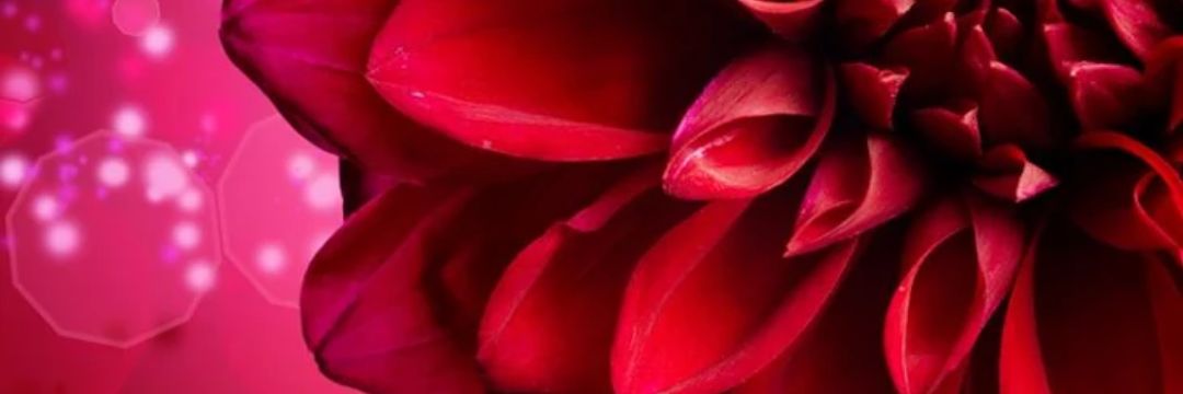 Miriam_Castells's profile banner image