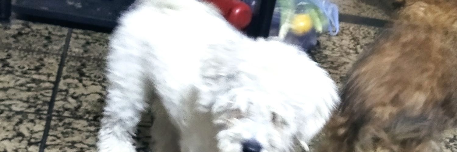 ECapalbo's profile banner image