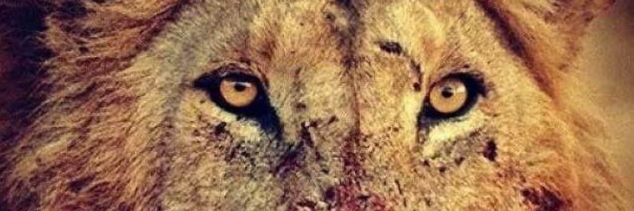 dawn_jamison's profile banner image