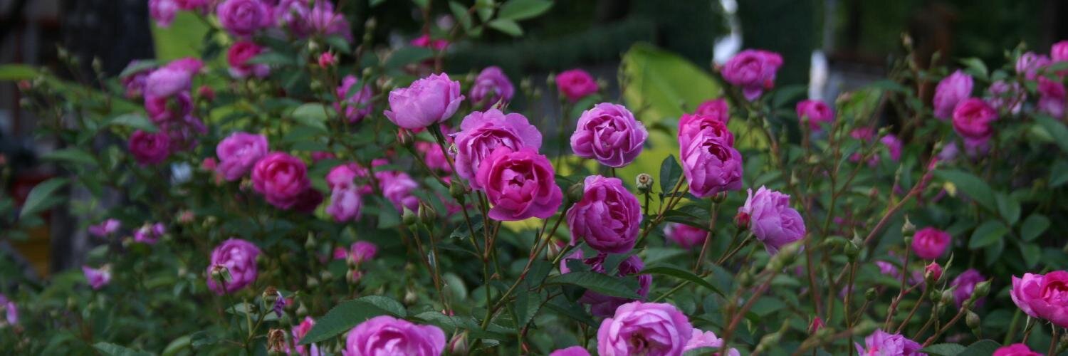 Mn_Hort's profile banner image