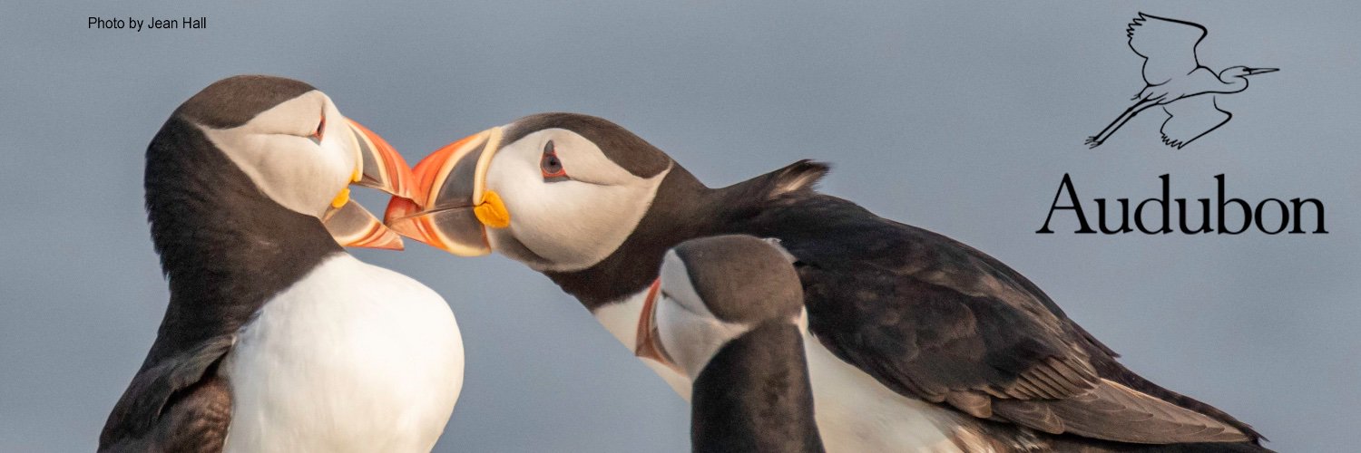 Seabird Institute - Project Puffin banner