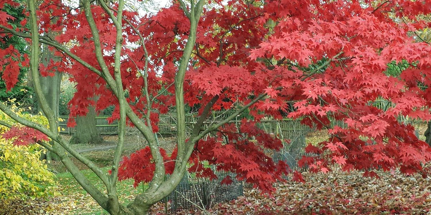 Zoe Griffiths banner