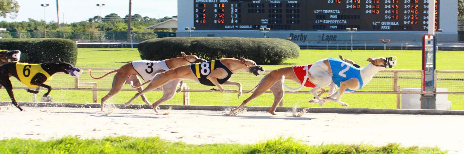 Greyhound Channel banner
