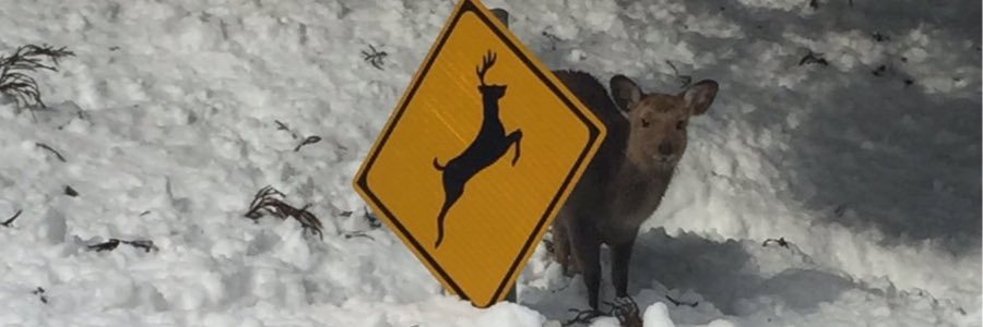 akireefs's profile banner image