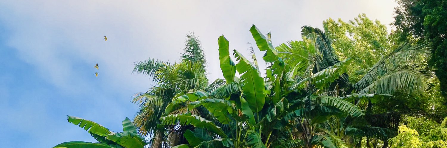 merypazz's profile banner image