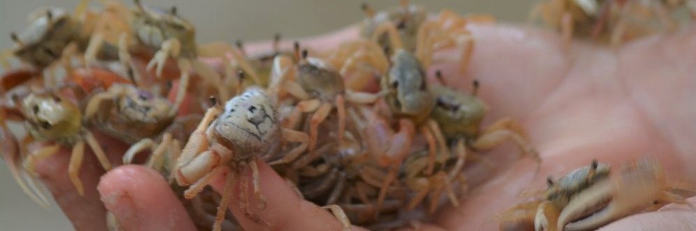 GulfSpecimenAq's profile banner image