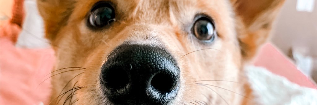 Hannah Claire banner