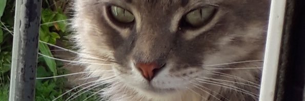 dorisinese's profile banner image