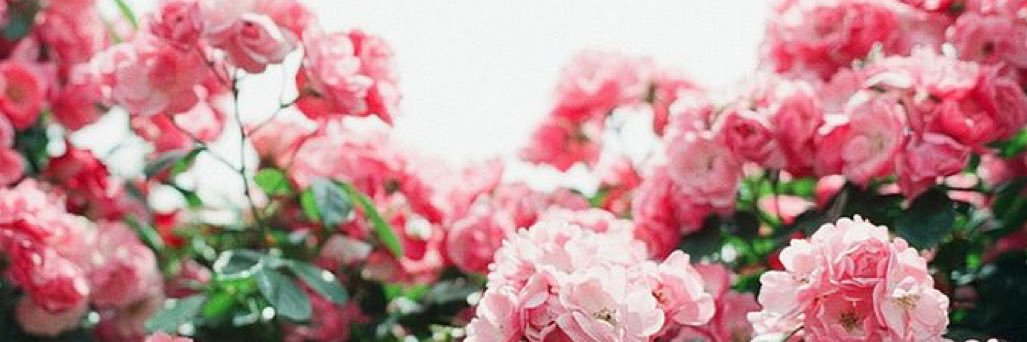 Alexxxia03's profile banner image