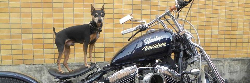 ray_blacksmith's profile banner image