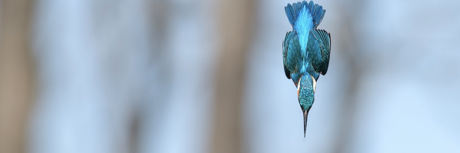 will carruthers banner