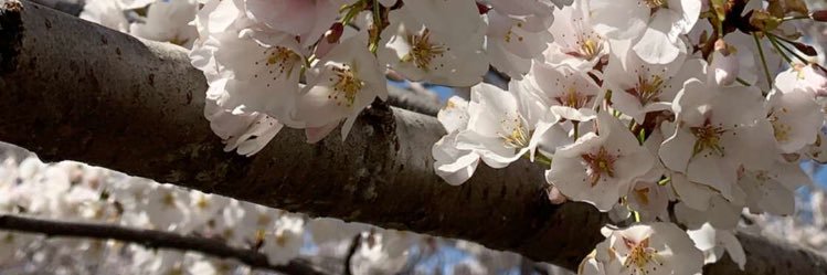 amany324's profile banner image