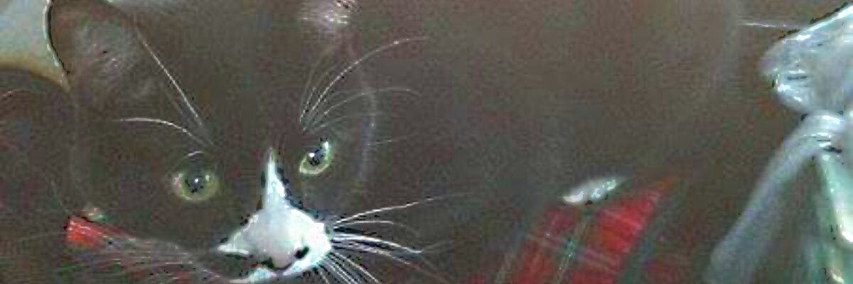 MicheleBennett6's profile banner image