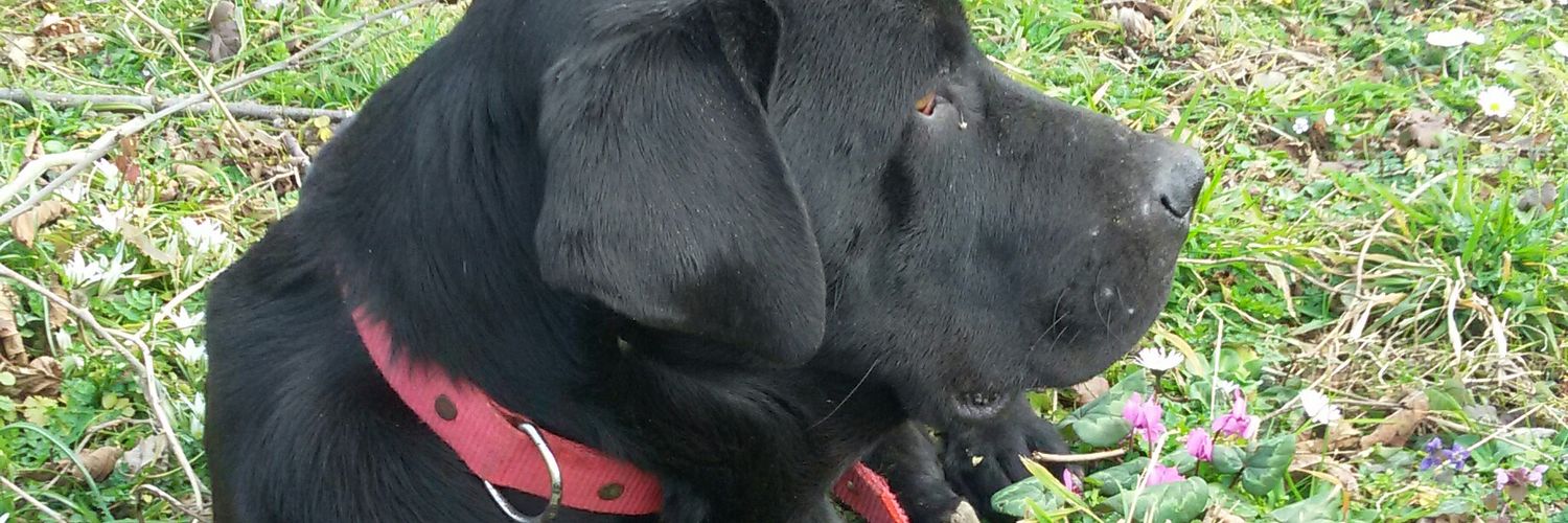 DGunacti's profile banner image