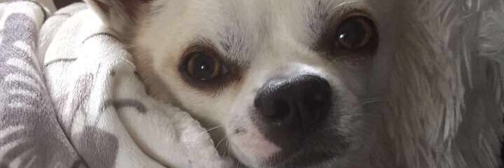 EbbaEbbis's profile banner image