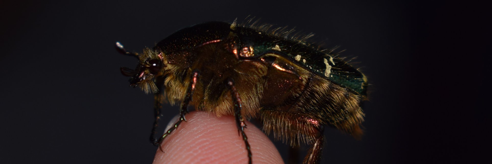 Jessica Hamilton banner