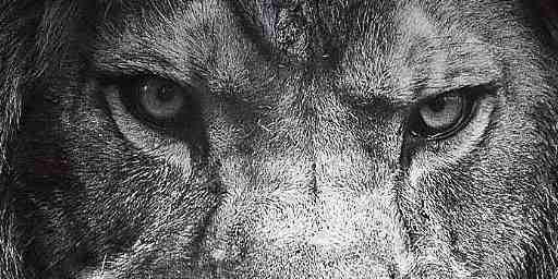 Alomitoo's profile banner image