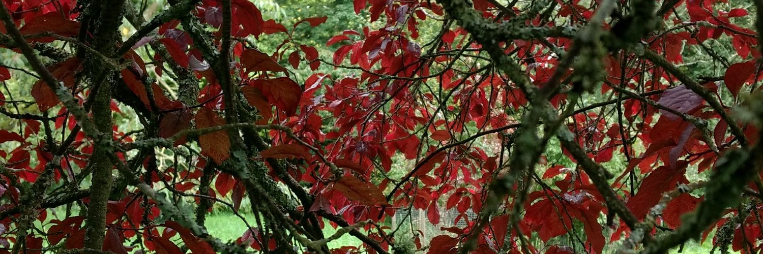 ChloeLouFitz's profile banner image