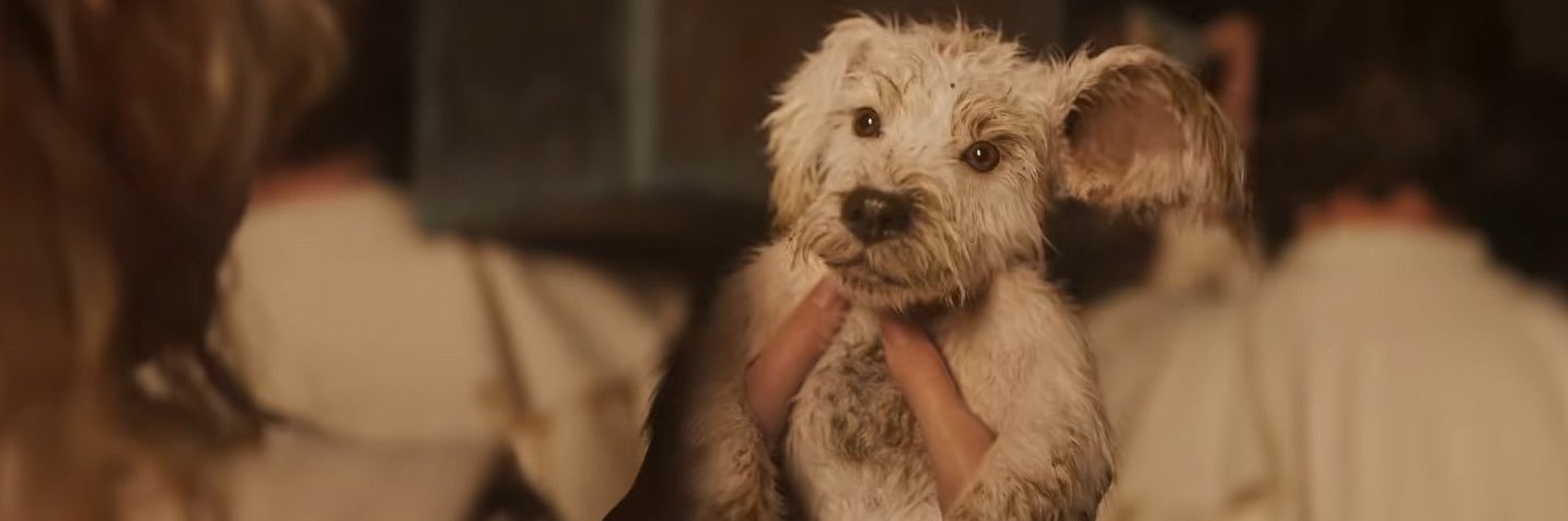 Brian Costello banner