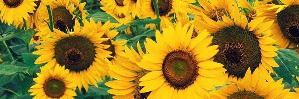 KatiAnnClark's profile banner image
