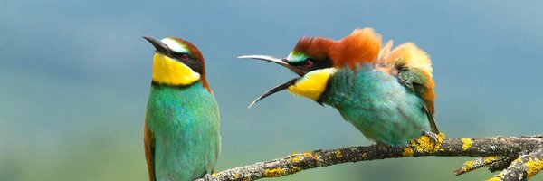 SimonePeek Profile Banner