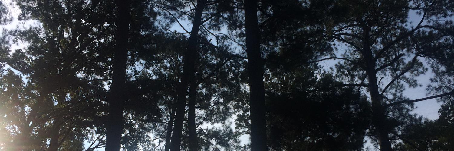 Ashley Roakes banner