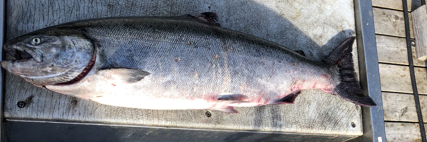 Gianni Fairbrother banner