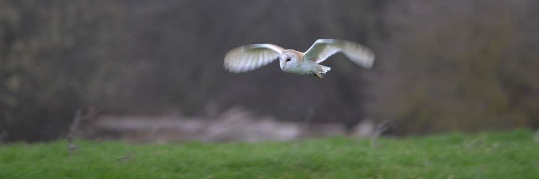 CRAIG LINFORD banner