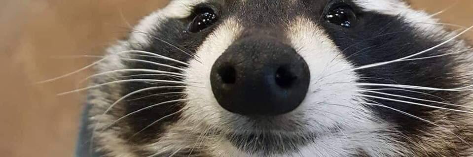 Miss Wednesday banner