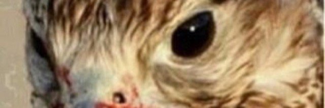 M6L811's profile banner image