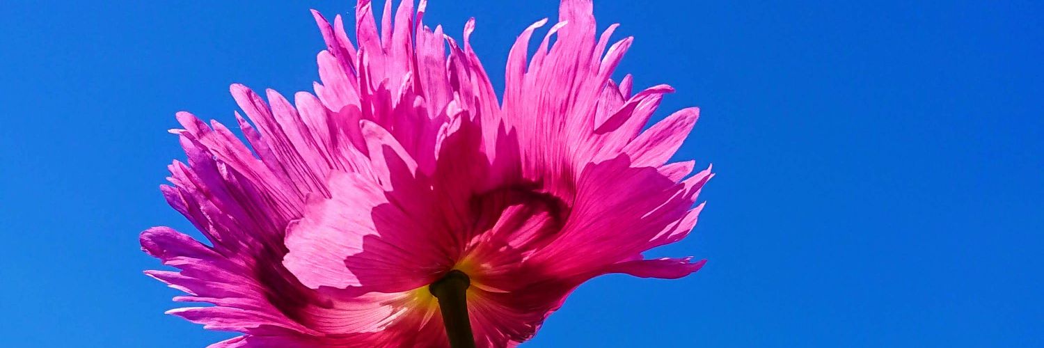 lillype's profile banner image