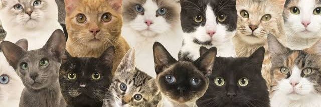 El Gato Fumador banner