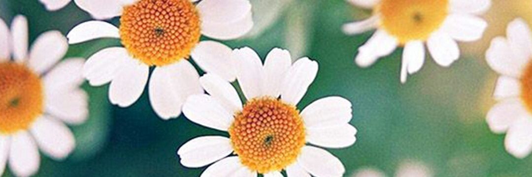 Luzbrezzo's profile banner image