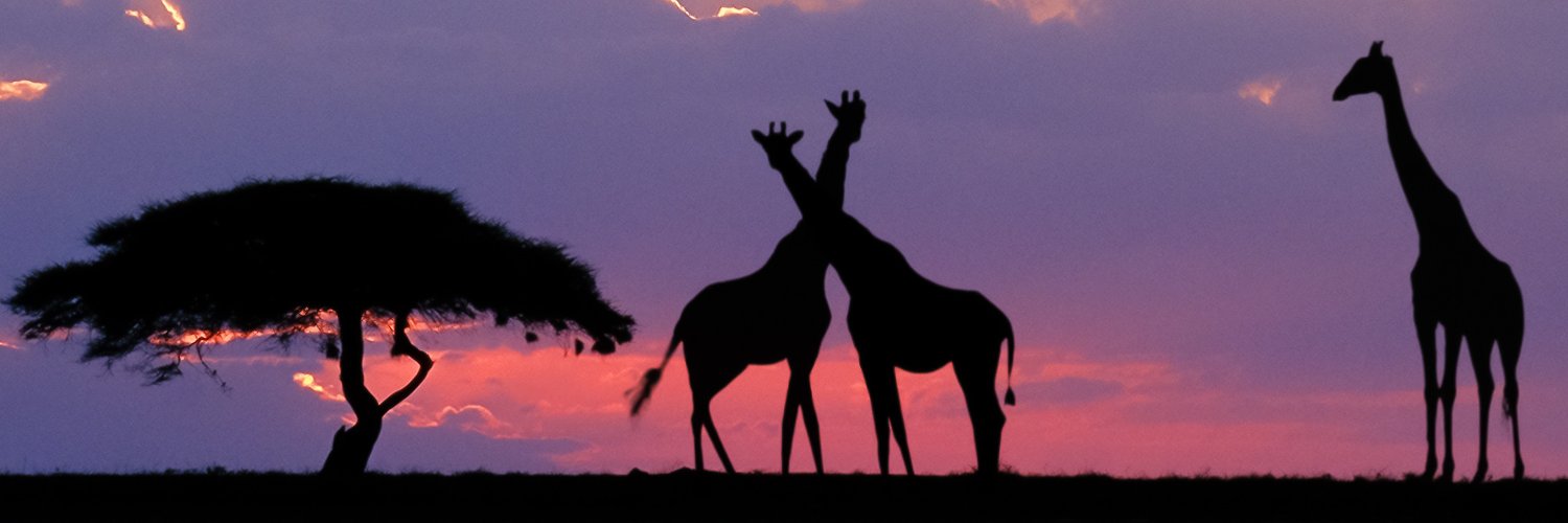 Kohei Katada🦒 banner