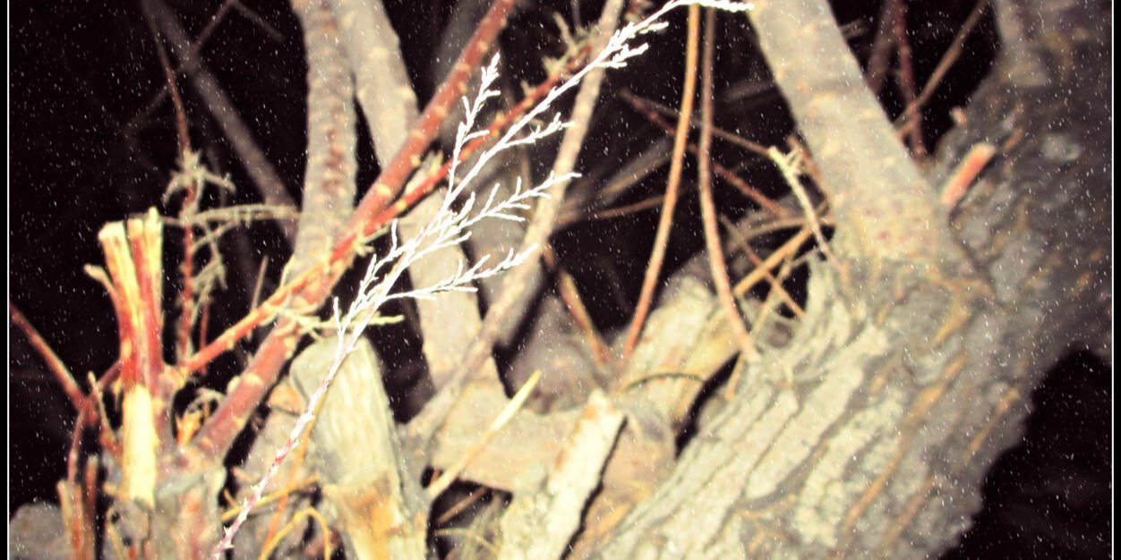 Florisel__R's profile banner image