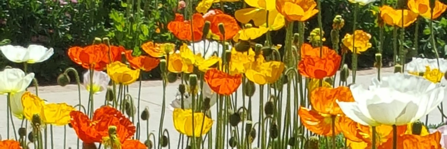 mrscharline's profile banner image