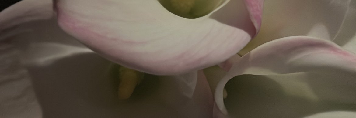 naomihoeflich's profile banner image