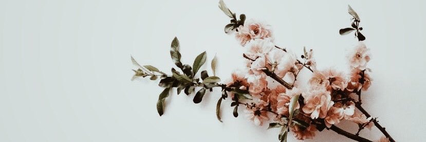 amanda_schrubb's profile banner image