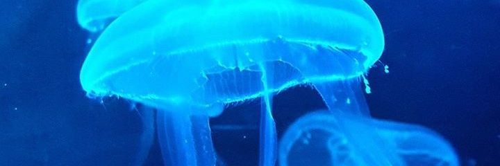ginihapsari's profile banner image