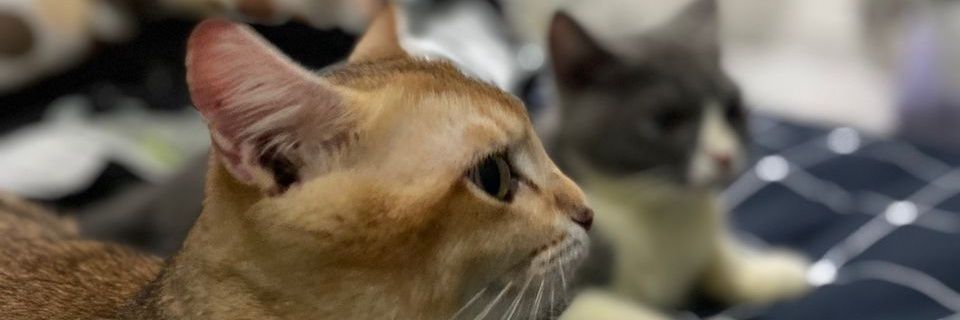 amiroll's profile banner image