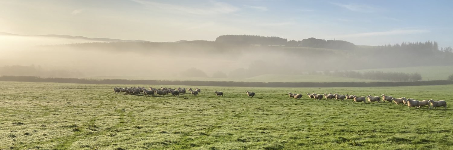 Hedd Dafydd 🏴󠁧󠁢󠁷󠁬󠁳󠁿🇵🇸🇮🇪 banner