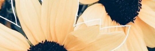 KayleeRecht's profile banner image