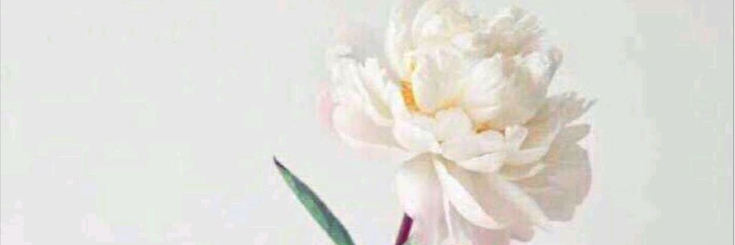 نوره مبارك الخليفه🌿 banner