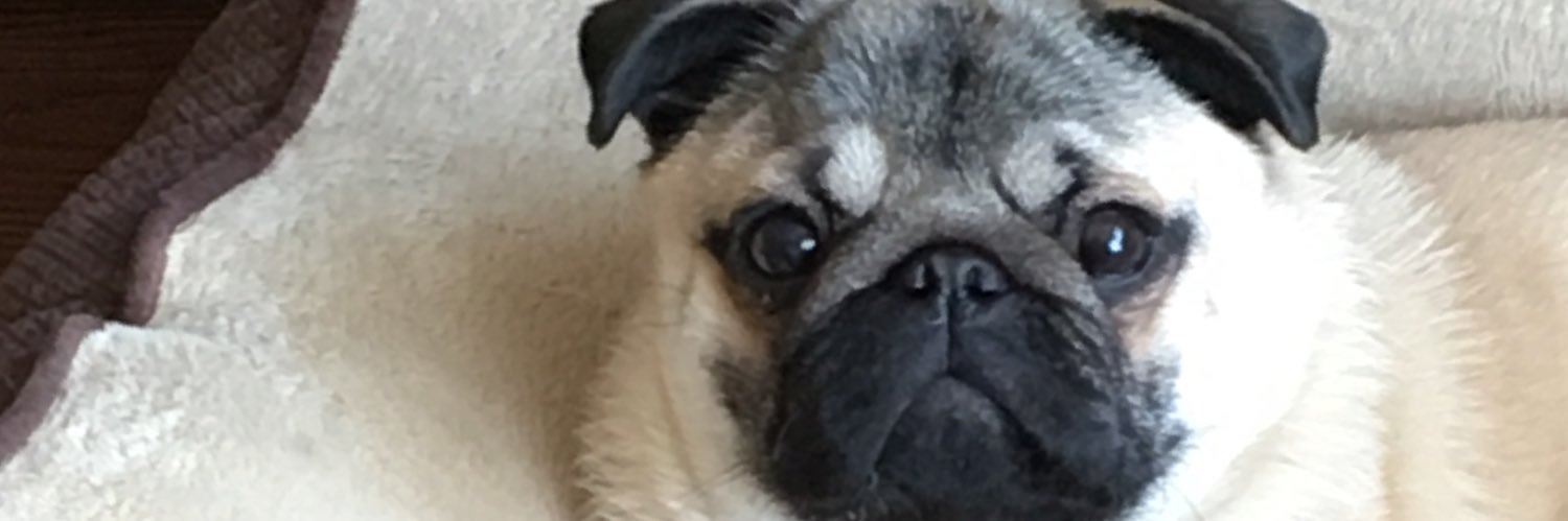 FrasierPug's profile banner image