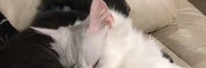 jesnnai's profile banner image